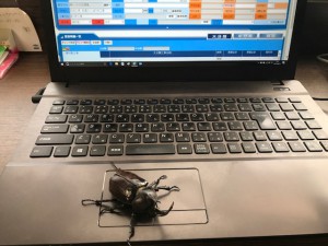 三河カブトムシ クワガタ