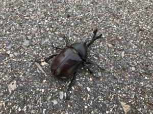西尾市カブトムシ