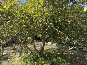 レモンとミカンの掛け合い